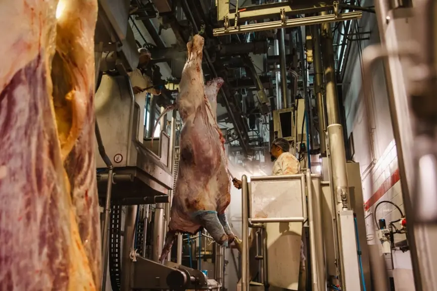 Chaine d'habillage abattoir TEBA