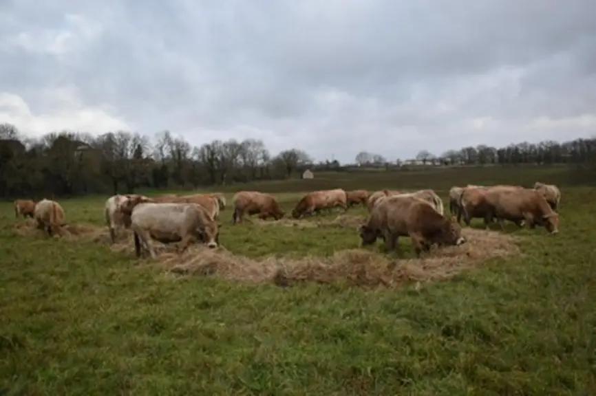 Essai bale grazing en période hivernale  Agricampus la Roque