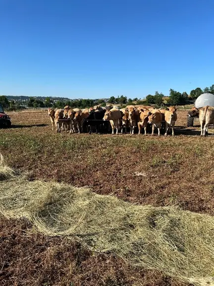 essai bale grazing Agricampus Rodez la Roque été 2025