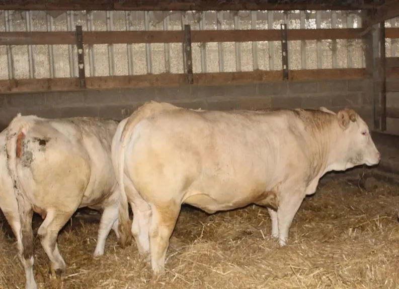 <em class="placeholder">blonde d'Aquitaine Éric Geoffroy Eure-et-Loir sabot d'or</em>