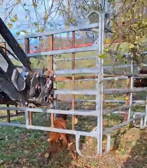 contention cage portée pour les veaux naissants en plein air