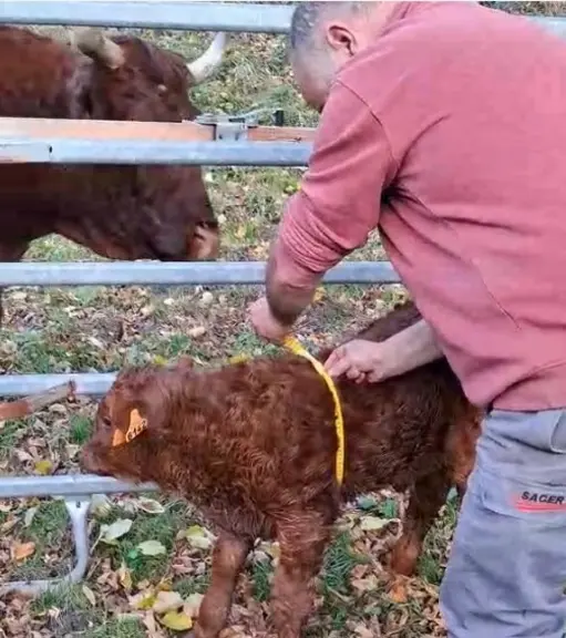 contention cage portée pour les veaux naissants en plein air