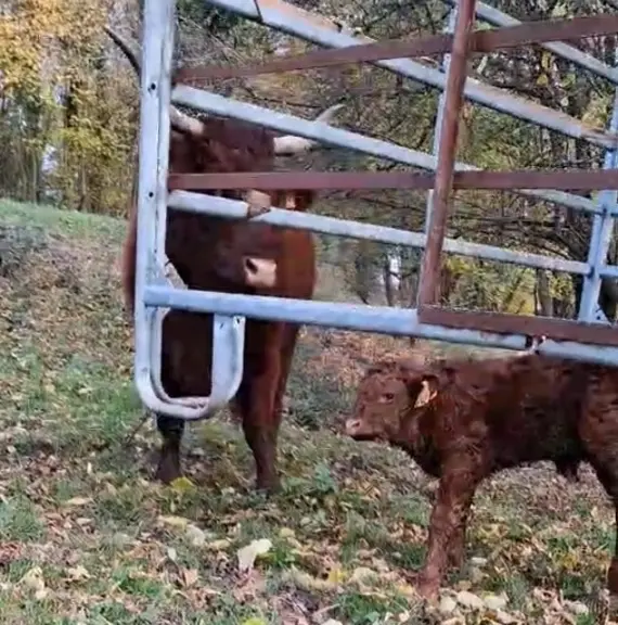 contention cage portée pour les veaux naissants en plein air