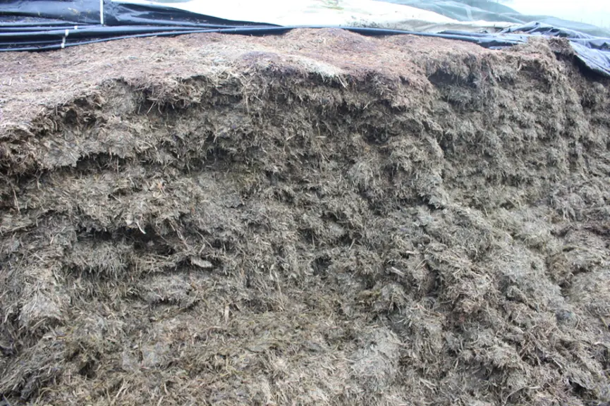 ensilage méteil