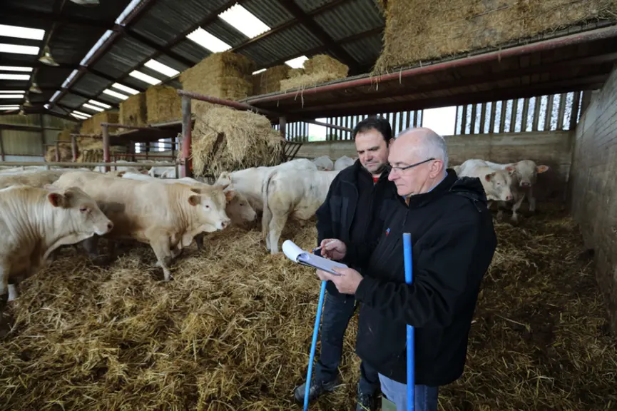 Elevage bovin. bovins viande. broutards Charolais chez un éleveur engraisseur adhérant de la coopérative d'élevage EMC2 s