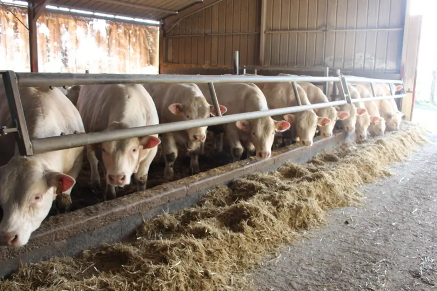 jeunes bovins charolais