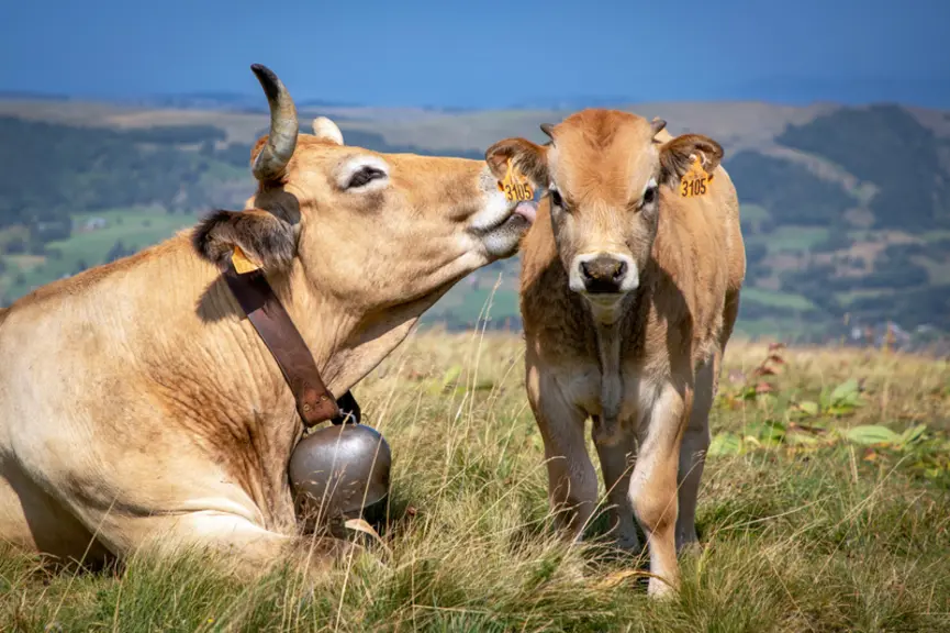<em class="placeholder">Vache Aubrac au pâturage avec son veau </em>