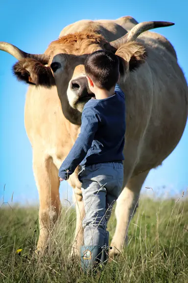 <em class="placeholder">Vache Aubrac au pâturage avec un enfant</em>