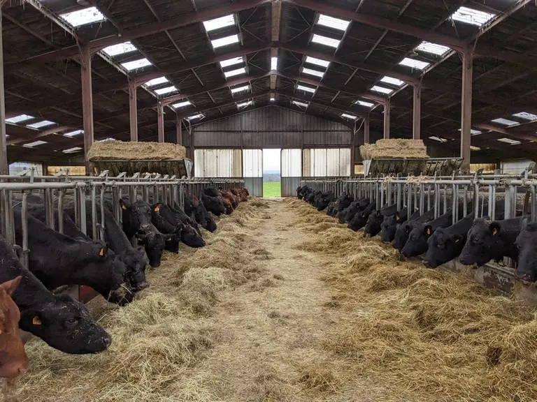 <em class="placeholder">bâtiment d'élevage avec des vaches Angus. </em>