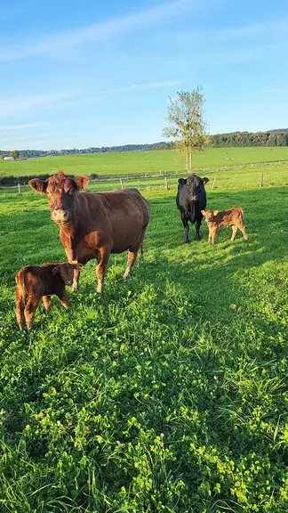 <em class="placeholder">vaches Angus avec leurs veaux dans une prairie</em>