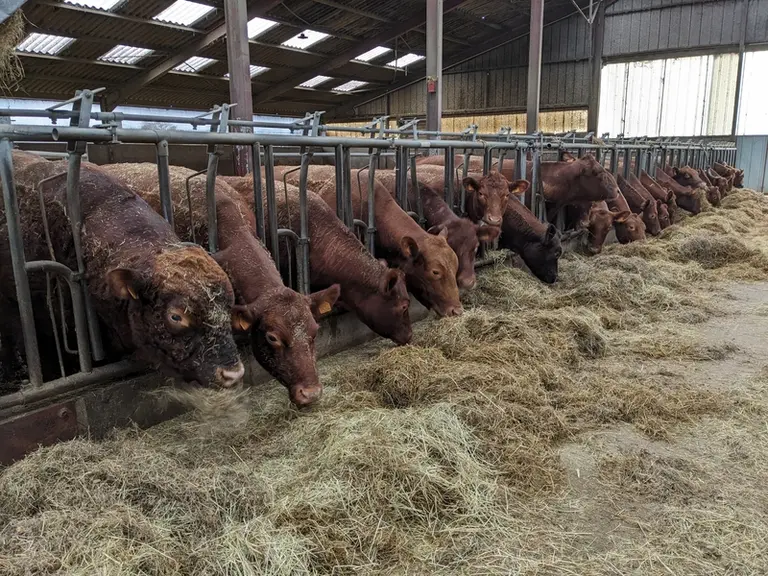<em class="placeholder">Vaches et taureau Angus rouges à l'auge. </em>