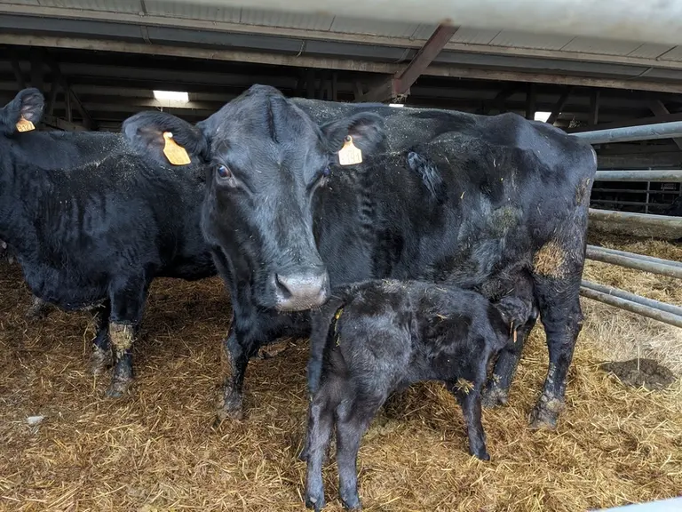<em class="placeholder">vache Angus avec son veau en train de têter</em>
