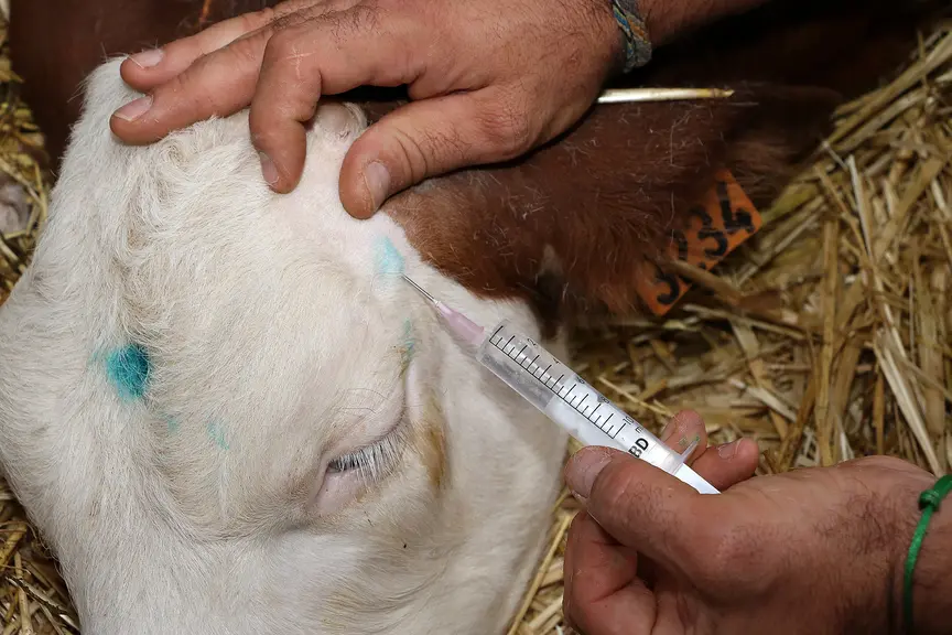 anesthésie locale sur un veau 