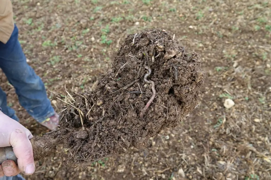 <em class="placeholder">lombric dans un prélèvement de sol à la bêche sur parcelle menée en non labour et en agriculture biologique dans l'Yonne en hiver</em>