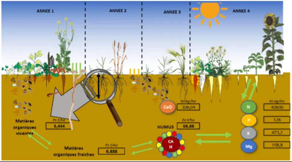 <em class="placeholder">Capture d'écran de l'outil SYCAS - Analyse de sol créé par le GIEE Magellan, onglet bilan des éléments disponibles du sol</em>