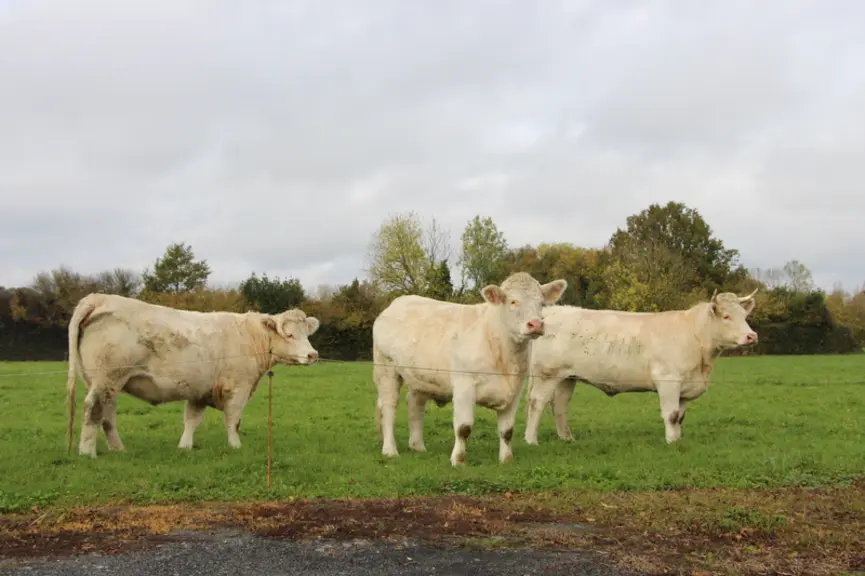 <em class="placeholder">Le Gaec parvient à engraisser tous ses animaux du troupeau de 120 charolaises avec très peu d’achats extérieurs (15 tonnes par