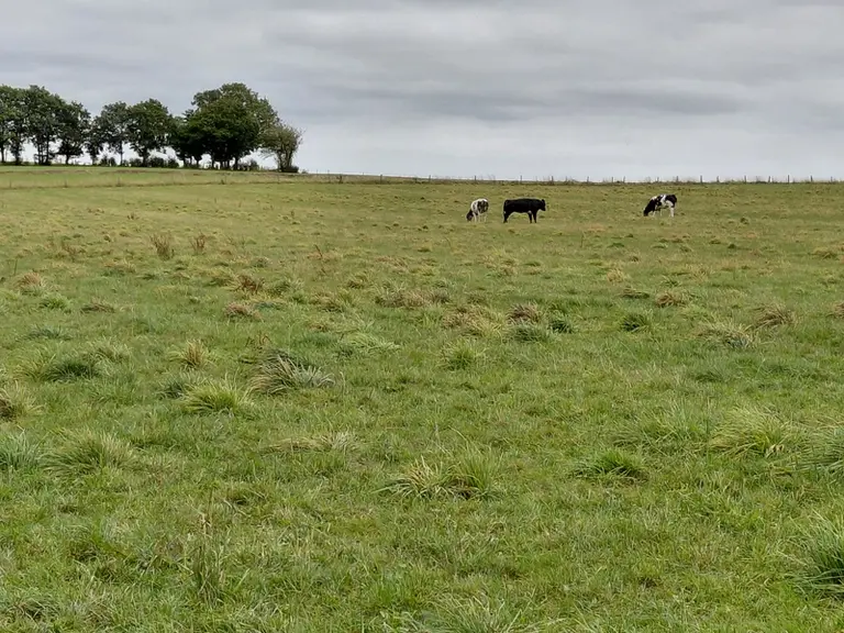 <em class="placeholder">prairies avec du dactyle formant des touche, vaches en arrière plan</em>