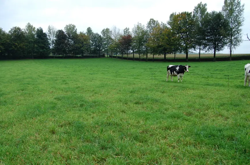 <em class="placeholder">prairie de dactyle vaches et arbres en arrière plan</em>