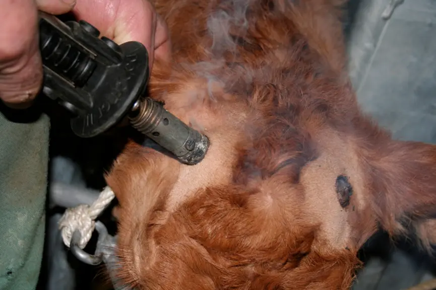 <em class="placeholder">ébourgeonnage thermique d'un veau limousin</em>