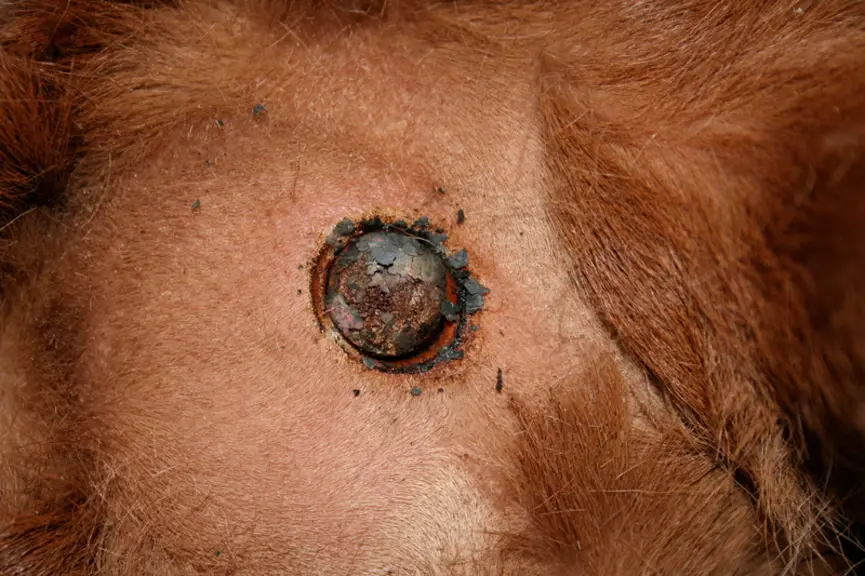 <em class="placeholder">cercle de cautérisation ébourgeonnage veau</em>