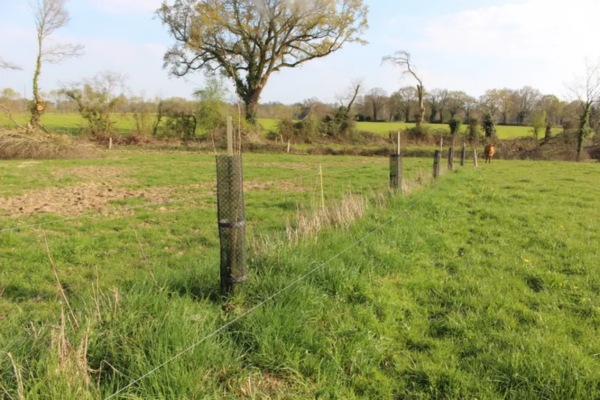 agroforesterie intraparcellaire prairie élevage bovin viande
