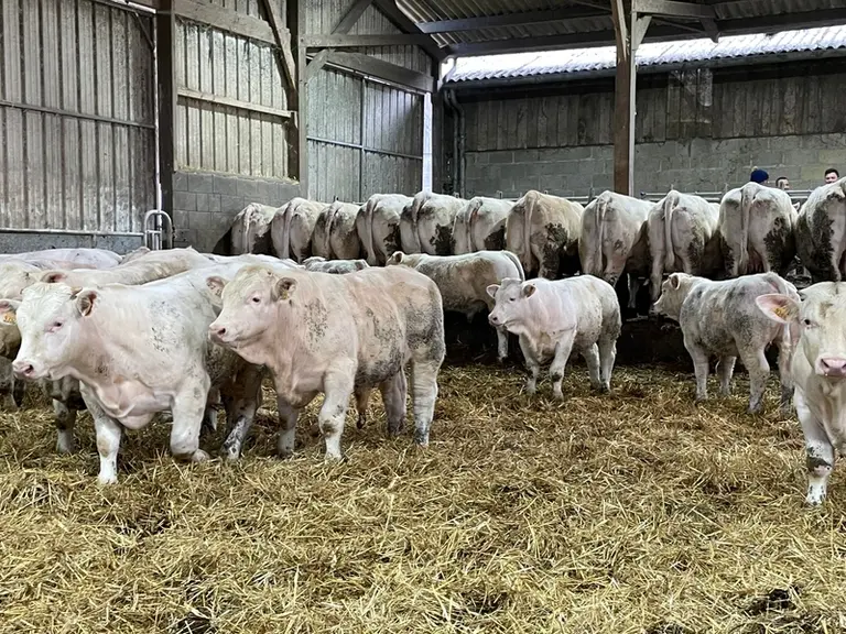 vaches charolaises et broutards mâles stabulation