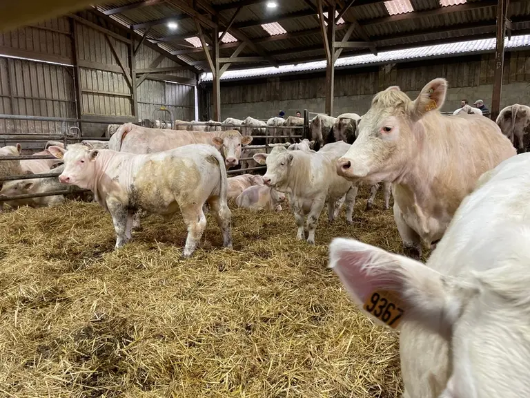 vaches charolaises broutards femelles stabulation