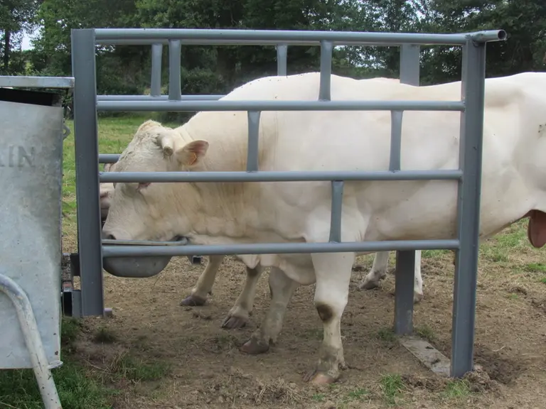 stalle pour complémenter un taureau au pré