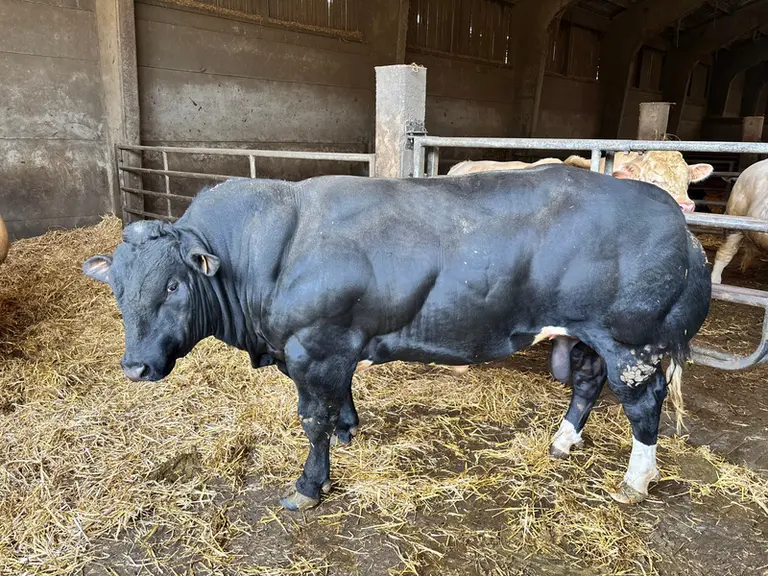 Taurillon Blanc Bleu de 20 mois à robe noire