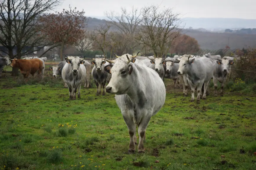 SCEA Chaudesaigues dans l’Aude / élevage de gasconnes des Pyrénées