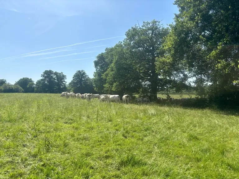 <em class="placeholder">Prairie pâturée avec un lot de bovins dans une parcelle clôturée et entouré d'arbres.</em>