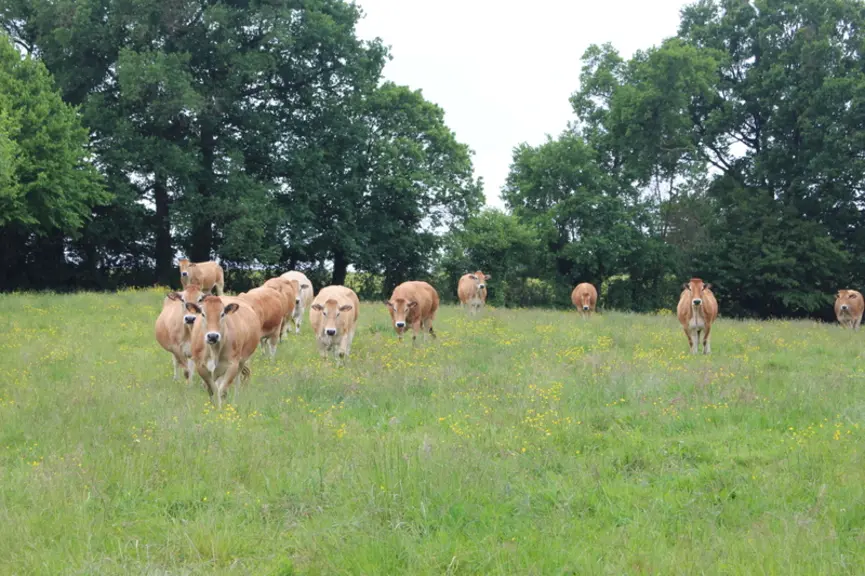 vaches parthenaises prairie