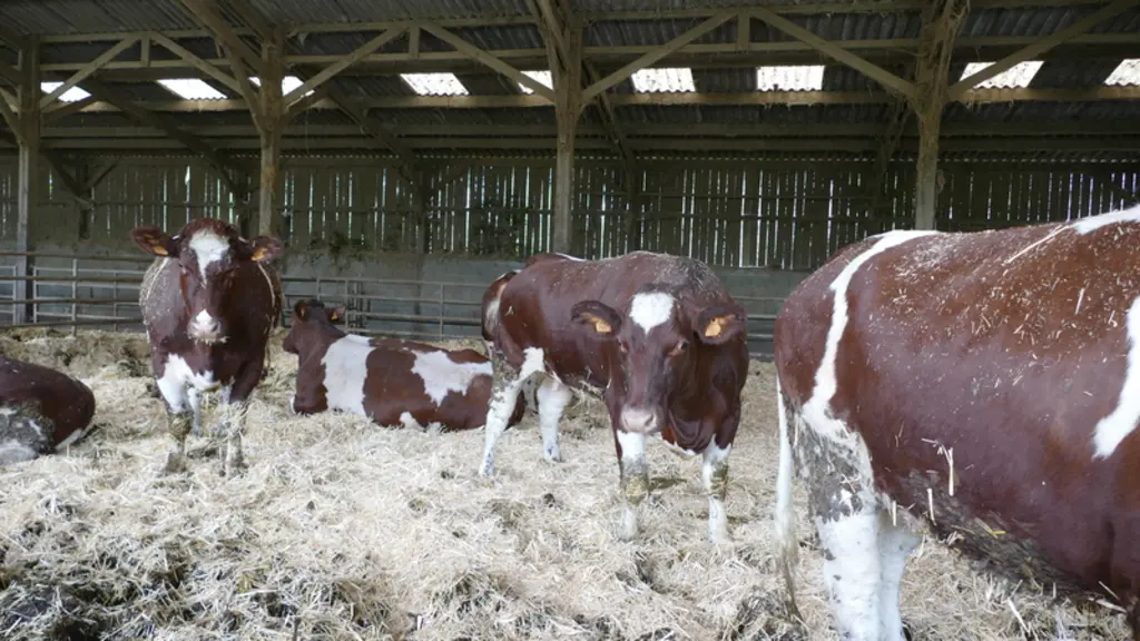 L’engraissement est en ration sèche, avec foin ou paille, céréales, maïs grain humide, et correcteur azoté uniquement pour les