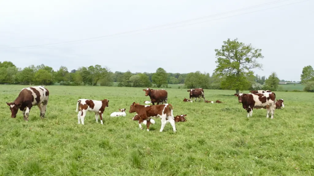 rouge des prés vaches suitées petits veaux pâturage AOP Maine-Anjou
