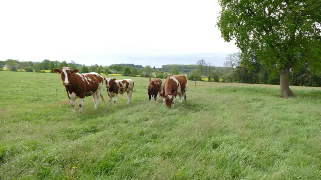 Conformément au cahier des charges de l’AOP Maine-Anjou, l’herbe pâturée est la base de l’alimentation du troupeau.
