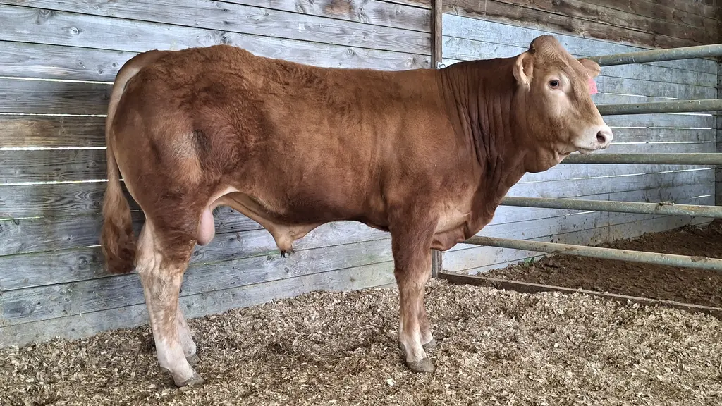 vente aux enchères taureau Limousin station de Lanaud
