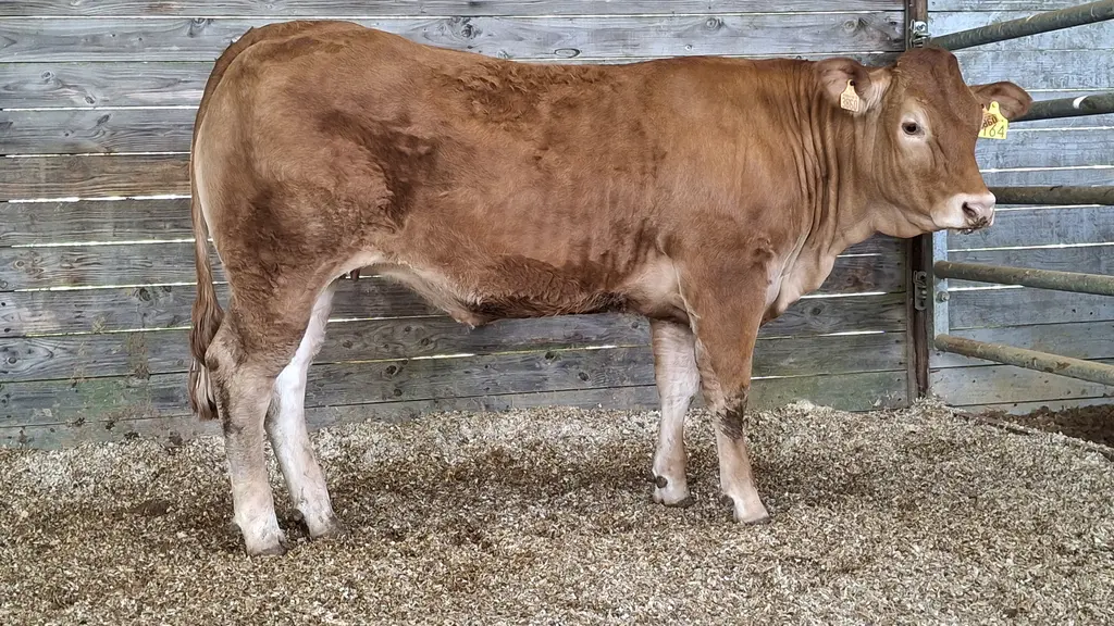 vente aux enchères station de Lanaud génisse