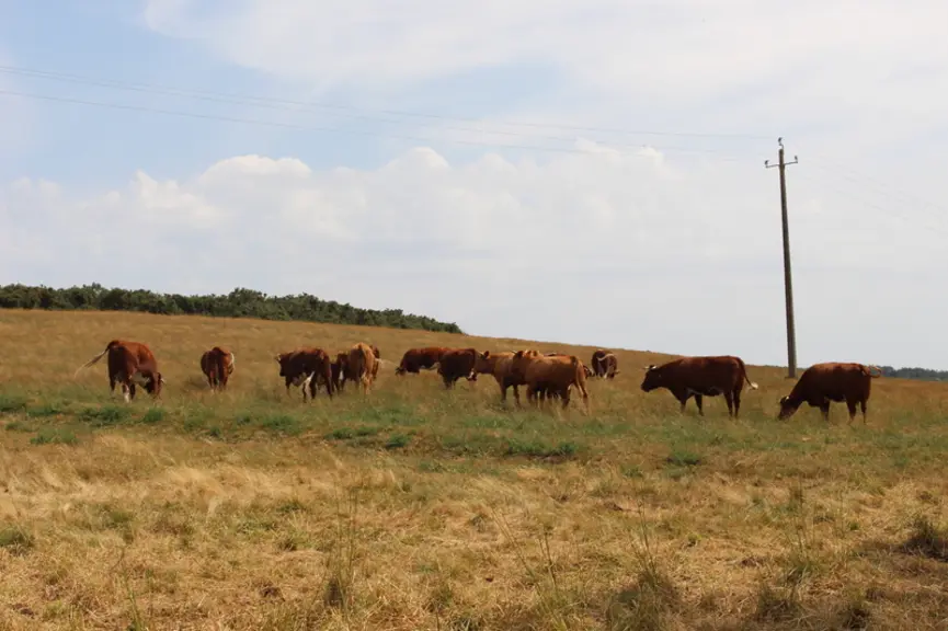 <em class="placeholder">vaches race armoricaine et croisés dans les landes dans le Morbihan </em>