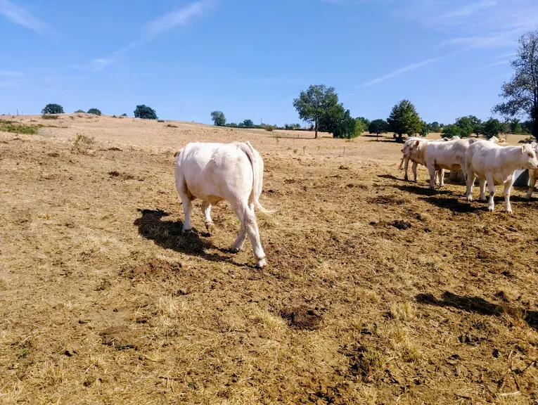 sécheresse 2026 Allier charolaises