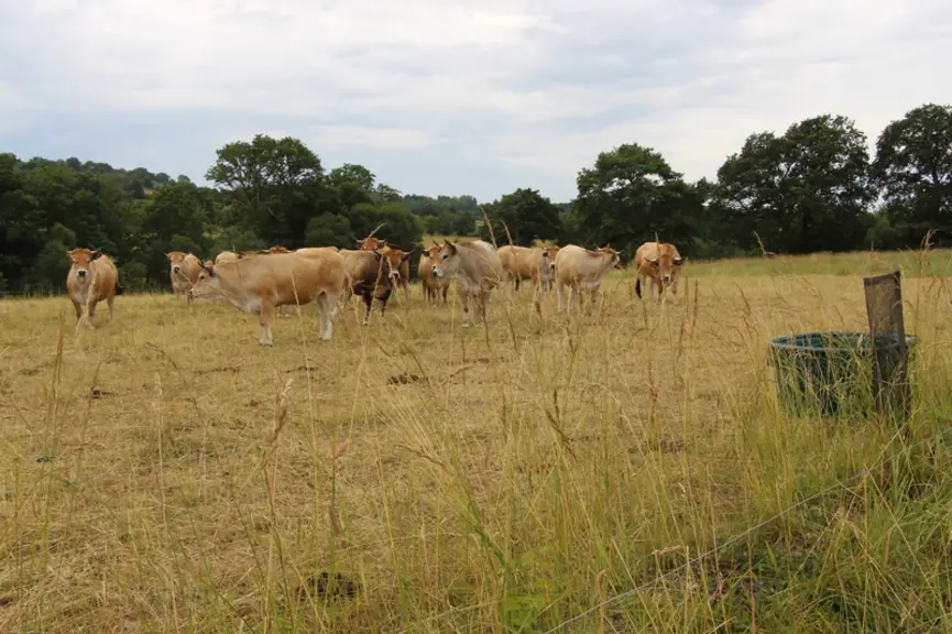 aubrac Ille-et-Vilaine été