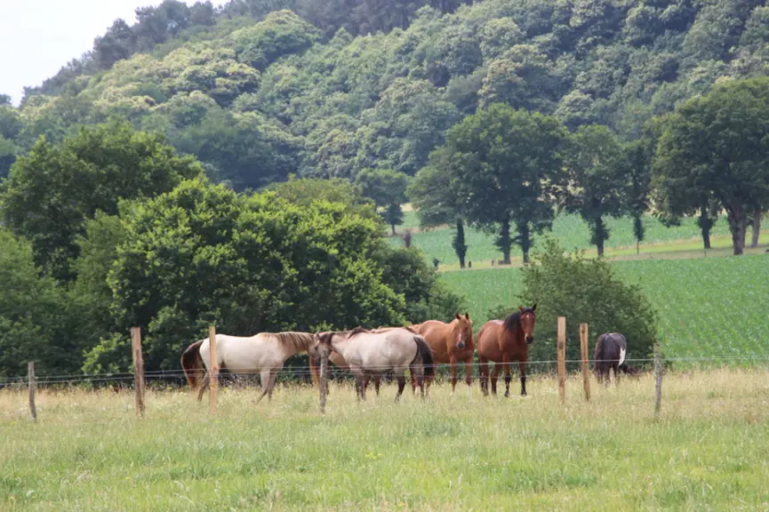 chevaux pâturage Ille-et-Vilaine