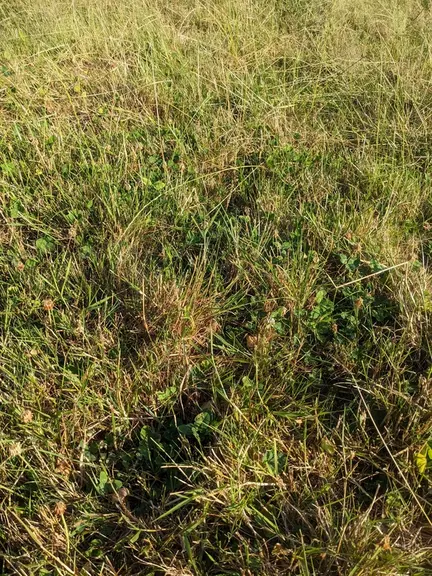 <em class="placeholder">herbe dans prairie</em>