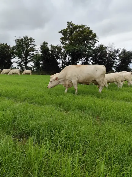 <em class="placeholder">génisses charolaises qui pâturent du teff grass</em>