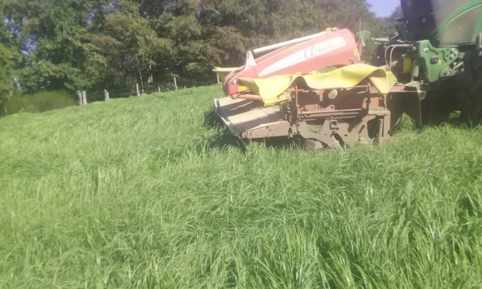 <em class="placeholder">récolte de teff grass</em>