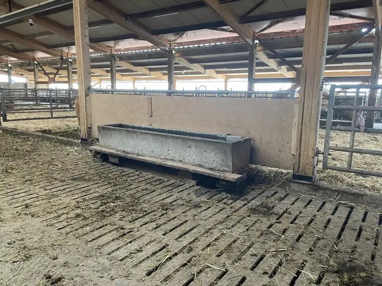 stabulation bovins viande caillebotis et abreuvoir grand bac