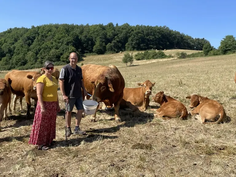 Gaec Limousine safranée Mylène et Cédric Sanial Haute-Loire