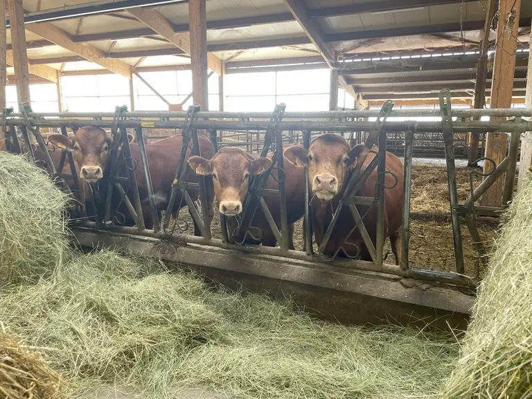 limousine mâles reproducteurs bâtiment