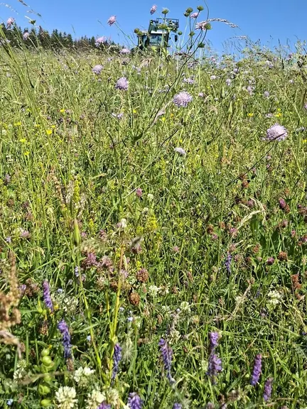 prairie fleurie Mézenc Haute-Loire