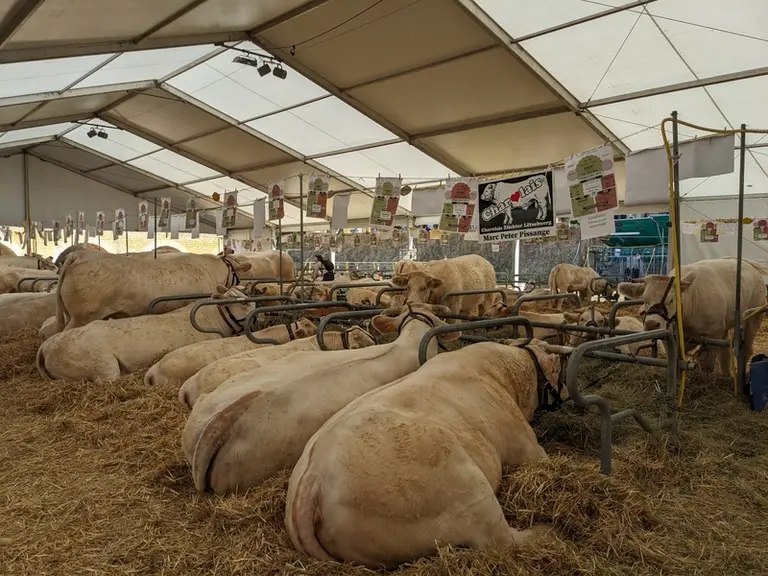 <em class="placeholder">bovins charolais couché à la foire de Sedan</em>