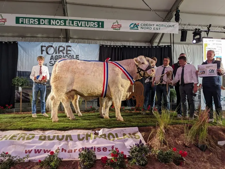 <em class="placeholder">Grande championne concours national charolais 2026; vache charolaise </em>